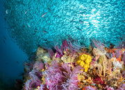 Oceanographic, Issue 18