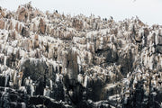 Seabirds and Seals of the Farne Islands