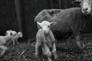 Lambing in Lockdown