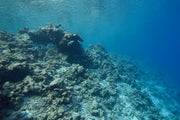 Diving a Bleached Reef | Roger Munns