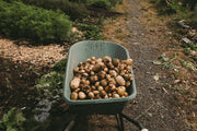 FEASTS FROM THE FARM: Summer’s bounty