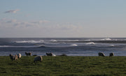 Surfers and Shepherds