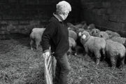 Lesley Prior On Our Bowmont Merino Flock