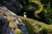 MIGRATING BIRDS OF THE SHETLAND ISLANDS