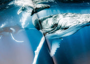 Oceanographic, Issue 13